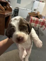(Dark blue collar), a male English Springer Spaniel for sale in Glenn, CA – 3 of 6