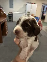 (Dark blue collar), a male English Springer Spaniel for sale in Glenn, CA – 5 of 6