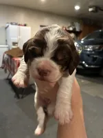 (Dark Green collar), a male English Springer Spaniel for sale in Glenn, CA – 4 of 6