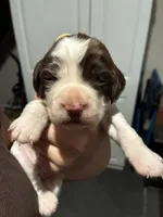 (Yellow collar), a male English Springer Spaniel for sale in Glenn, CA – 2 of 6