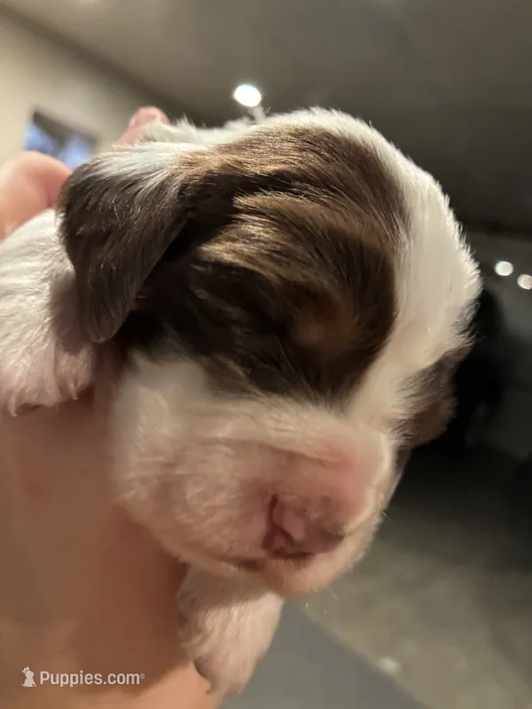 (Gray collar) – English Springer Spaniel puppy for sale in Glenn, CA