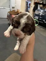 (Dark Green collar), a male English Springer Spaniel for sale in Glenn, CA – 3 of 6