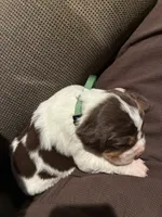 (Dark Green collar), a male English Springer Spaniel for sale in Glenn, CA – 5 of 6