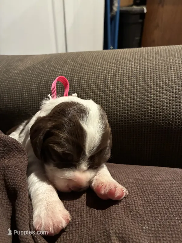 (Pink collar) – English Springer Spaniel puppy for sale in Glenn, CA