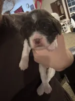 (Red collar), a male English Springer Spaniel for sale in Glenn, CA – 3 of 6