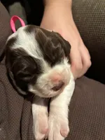 (Pink collar), a female English Springer Spaniel for sale in Glenn, CA – 6 of 6