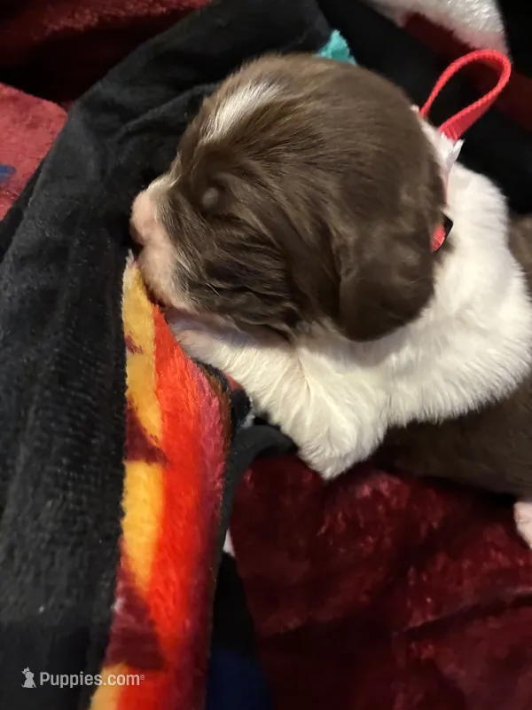 (Red collar) – English Springer Spaniel puppy for sale in Glenn, CA