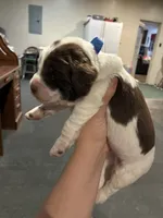 (Dark blue collar), a male English Springer Spaniel for sale in Glenn, CA – 2 of 6