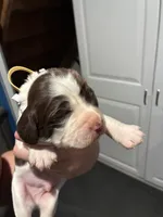 (Yellow collar), a male English Springer Spaniel for sale in Glenn, CA – 3 of 6
