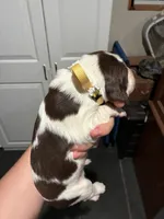 (Yellow collar), a male English Springer Spaniel for sale in Glenn, CA – 5 of 6