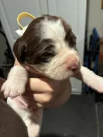 (Yellow collar), a male English Springer Spaniel for sale in Glenn, CA – 1 of 6