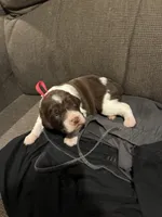 (Red collar), a male English Springer Spaniel for sale in Glenn, CA – 6 of 6