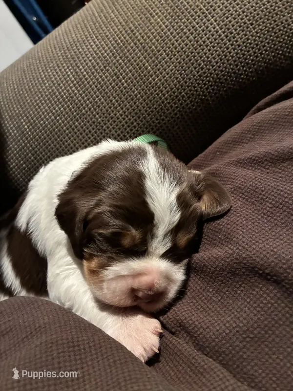 (Dark Green collar) – English Springer Spaniel puppy for sale in Glenn, CA