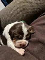(Dark Green collar), a male English Springer Spaniel for sale in Glenn, CA – 1 of 6