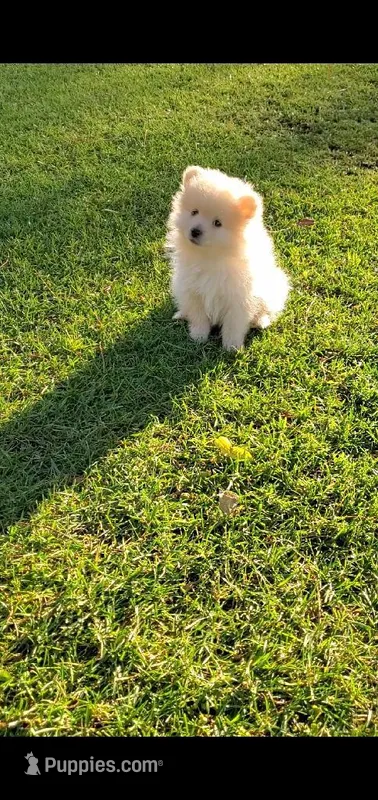 Butterball – Pomeranian puppy for sale in Las Vegas, NV
