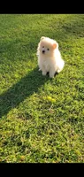 Butterball, a male Pomeranian for sale in Las Vegas, NV – Photo 1 of 4
