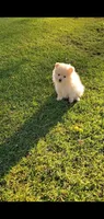 Butterball, a male Pomeranian for sale in Las Vegas, NV – Photo 2 of 4