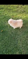 Butterball, a male Pomeranian for sale in Las Vegas, NV – Photo 3 of 4