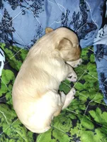 Styles, a male Miniature Schnauzer for sale in Hackleburg, AL – 8 of 8