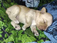 Styles, a male Miniature Schnauzer for sale in Hackleburg, AL – 7 of 8