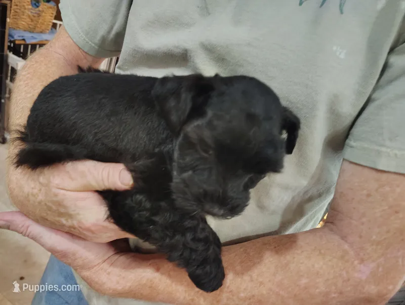 Sutton – Miniature Schnauzer puppy for sale in Hackleburg, AL