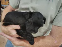 Sutton, a male Miniature Schnauzer for sale in Hackleburg, AL – 1 of 2