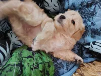 Styles, a male Miniature Schnauzer for sale in Hackleburg, AL – 4 of 8