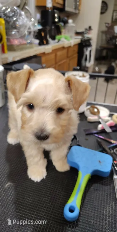 Styles – Miniature Schnauzer puppy for sale in Hackleburg, AL