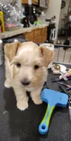 Styles, a male Miniature Schnauzer for sale in Hackleburg, AL – 1 of 8