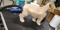 Styles, a male Miniature Schnauzer for sale in Hackleburg, AL – 5 of 8