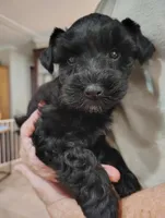 Sutton, a male Miniature Schnauzer for sale in Hackleburg, AL – 2 of 2