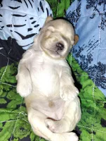 Styles, a male Miniature Schnauzer for sale in Hackleburg, AL – 6 of 8