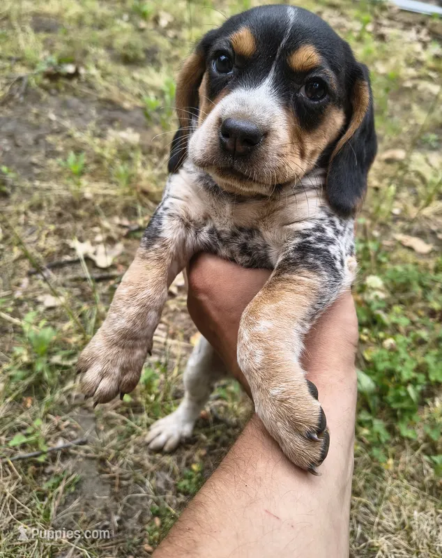 Girl #1, a female Beagle for sale in North Judson, IN – 1 of 1