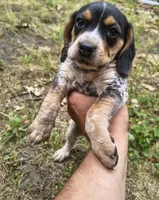 Girl #1, a female Beagle for sale in North Judson, IN – 1 of 1