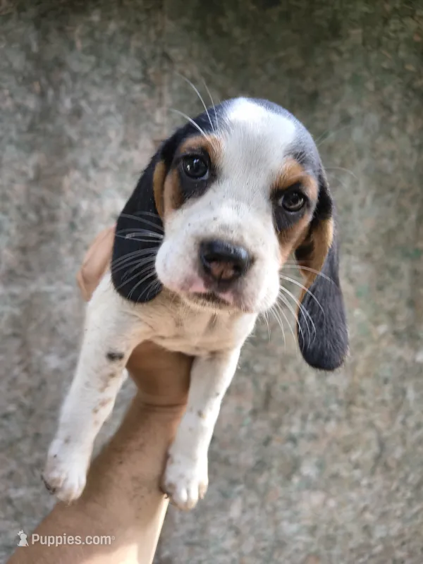 Girl 5  – Beagle puppy for sale in North Judson, IN