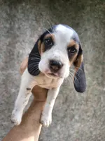Girl 5 , a female Beagle for sale in North Judson, IN – 1 of 1