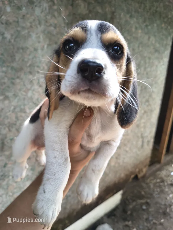 Girl 4 – Beagle puppy for sale in North Judson, IN