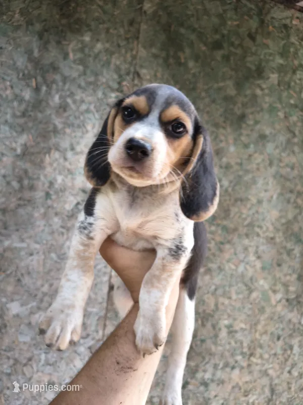 Girl 2 – Beagle puppy for sale in North Judson, IN