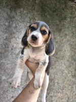Girl 2, a female Beagle for sale in North Judson, IN – 1 of 1