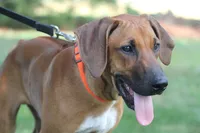 Clyde, a male Rhodesian Ridgeback for sale in Quarryville, PA – 2 of 3