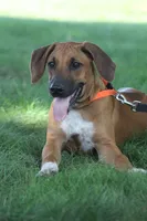 Clyde, a male Rhodesian Ridgeback for sale in Quarryville, PA – 3 of 3