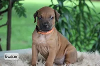 Baxter, a male Rhodesian Ridgeback for sale in Quarryville, PA – 1 of 1