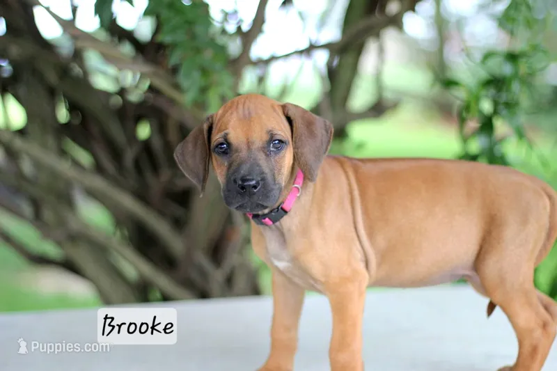 Brooke – Rhodesian Ridgeback puppy for sale in Quarryville, PA