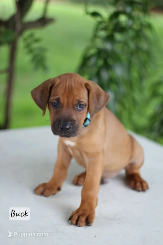 Buck – Rhodesian Ridgeback puppy for sale in Quarryville, PA