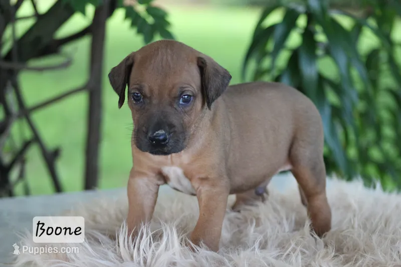 Boone – Rhodesian Ridgeback puppy for sale in Quarryville, PA