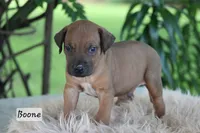 Boone, a male Rhodesian Ridgeback for sale in Quarryville, PA – 1 of 1