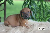 Blayze, a male Rhodesian Ridgeback for sale in Quarryville, PA – 1 of 1