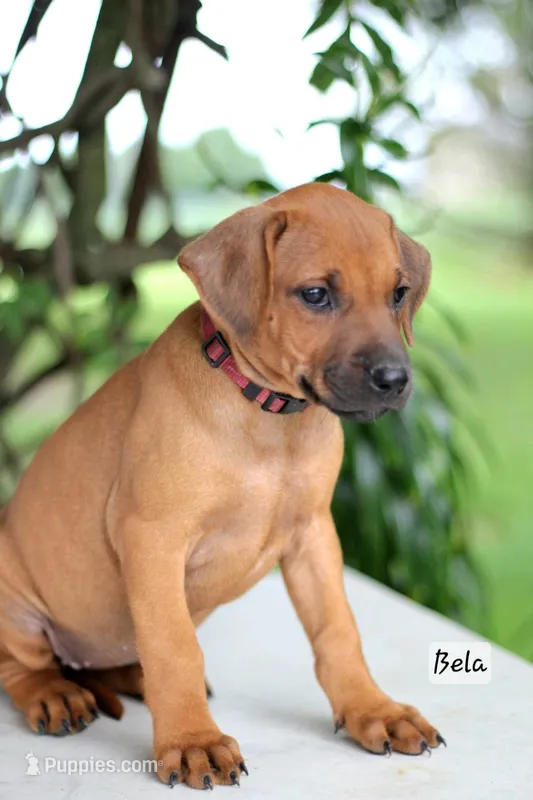 Bela – Rhodesian Ridgeback puppy for sale in Quarryville, PA