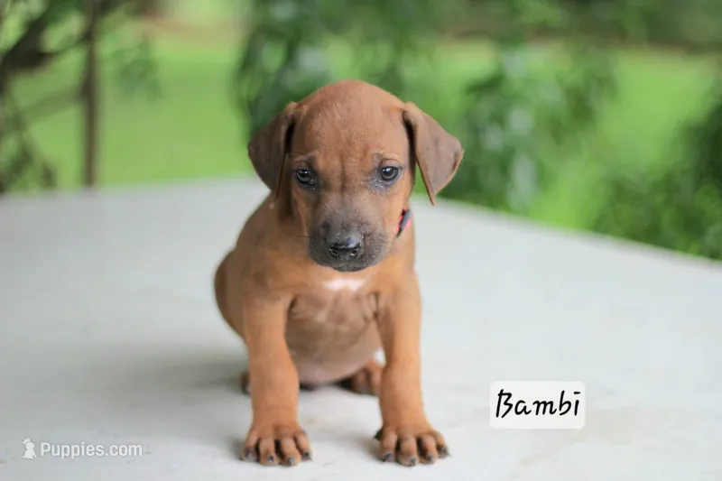 Bambi – Rhodesian Ridgeback puppy for sale in Quarryville, PA