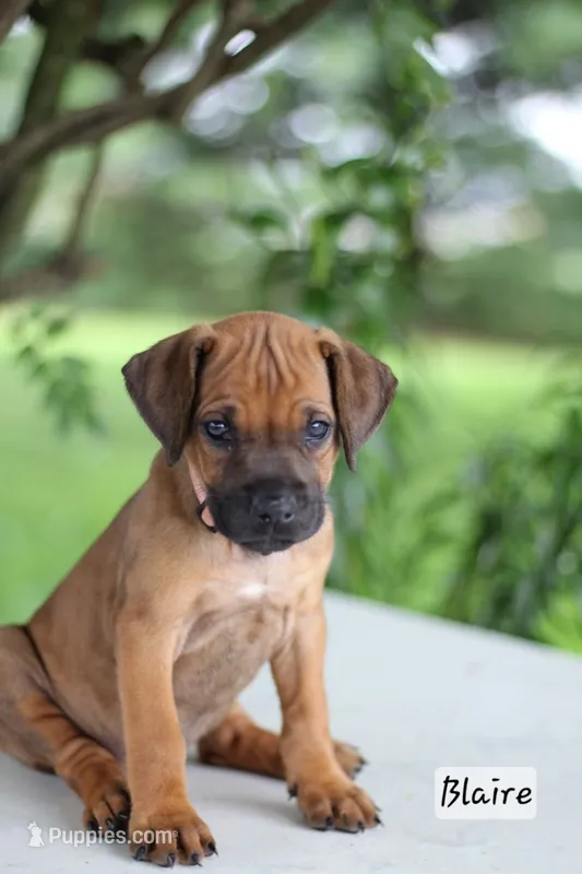Blaire – Rhodesian Ridgeback puppy for sale in Quarryville, PA